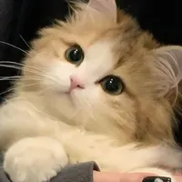 Oreo / mèo của Aiden
