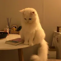 tác giả cute