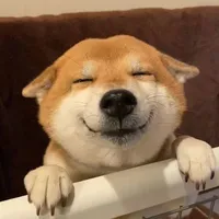 dogg hệ thống