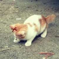 ʚaucóđôiđiềuɞ