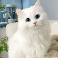 Milo