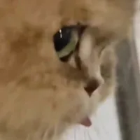 tg