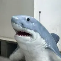 AII(tất cả mọi người trừ ai thì trừ)