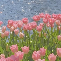 🌷Thanh Thanh 🌷