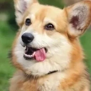 chó