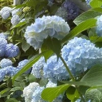 Author - Aria Ris Laven (Rin)