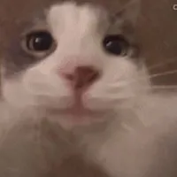 Meo hípp^^