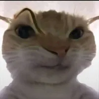 Hệ thống Mèo Búi