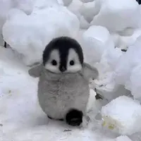 ozin dạng chim cánh cụt