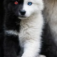 rika (pet runa)