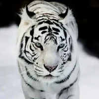 Byakko Akira (白虎 明) 🐯🤍