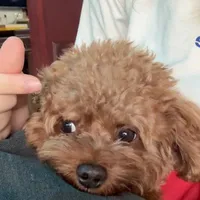 Tác giả lăng quăng