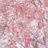 Vật Thí Nghiệm(All)