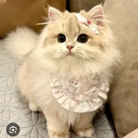 Tác giả cute