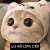 sanima ( pet của Việt )