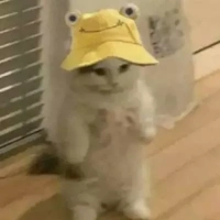 cutibu ( pet của Việt )