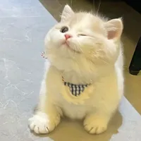 mèo