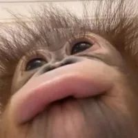 Hệ thống chu che