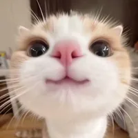 tác giả