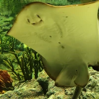 Thẩm Sương An(Hạ Sương Nguyệt)