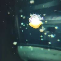 Chiêu Đệ (Ái Lan)