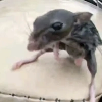Giúp việc lòn