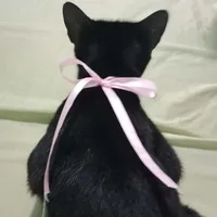 Tác giả chíp ngu