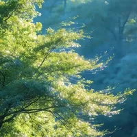戴宝 - Toru