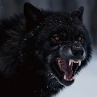 Black Wolf