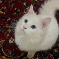 Elya
