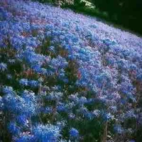 Nhân vật bí ẩn