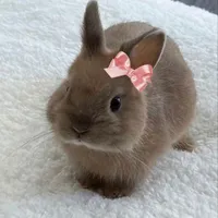 Hệ thống Lihao (Thú)