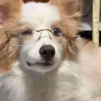 Hệ thống Shenping (Thú)