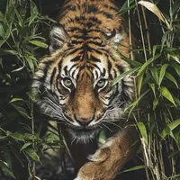 Hệ thống Ozeki (Thú)