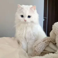 Snowy
