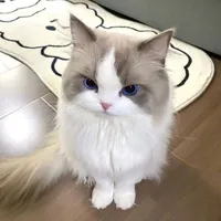 Meenie