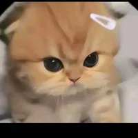 bơ(trợ lí của t/g)