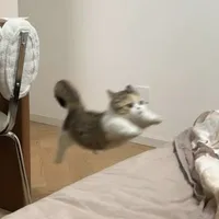 Siêu nhân mèo bay của bảo bối đây