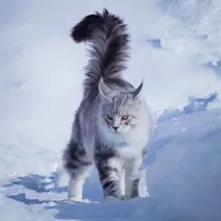 mèo Maine coon 