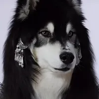 Husky Siberia 