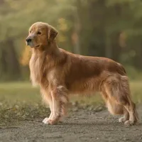 chó cưng của Hanna 