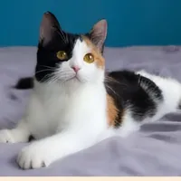 ???