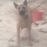con dog cute