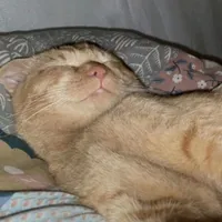 Bé bự