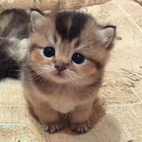 TG hiền hạu౨ৎ