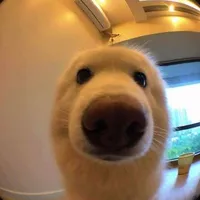 con trai có lồn???