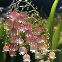 thịt kho hột dịt - t/g