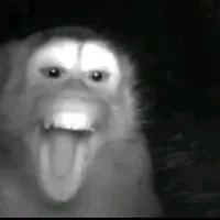 khỉ 2007 
ai hỏi