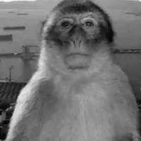 khỉ 2010
bố mày hỏi