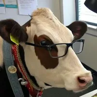 cục cứt bò tri thức